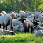 Eine große weiße Schafsherde liegt auf einer grünen Wiese, ein kleines braunes Lamm schaut in die Kamera